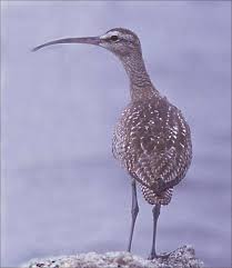 Image result for Numenius hudsonicus
