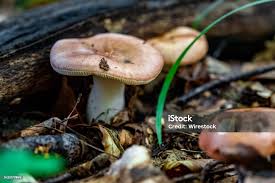 Attēlu rezultāti vaicājumam “Russula vesca”