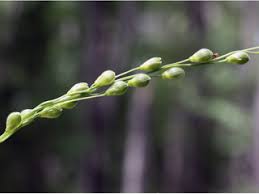 Attēlu rezultāti vaicājumam “Milium effusum flower”