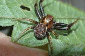 Attēlu rezultāti vaicājumam “Xysticus bifasciatus”