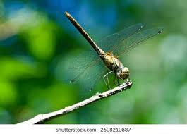 Attēlu rezultāti vaicājumam “Sympetrum vulgatum female”