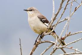 Image result for Mimus polyglottos