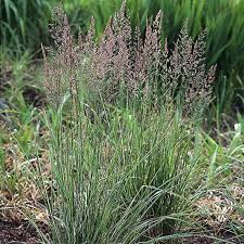 Attēlu rezultāti vaicājumam “Calamagrostis arundinacea leaf”