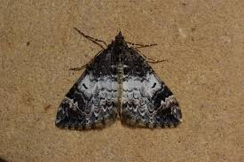 Attēlu rezultāti vaicājumam “Dysstroma truncata”