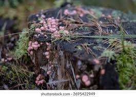 Attēlu rezultāti vaicājumam “Lycogala irregulare young”