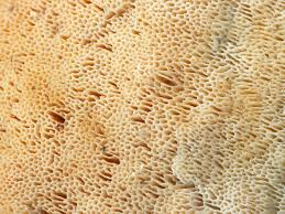 Attēlu rezultāti vaicājumam “Junghuhnia nitida”