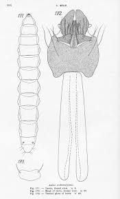 Attēlu rezultāti vaicājumam “Asilus crabroniformis”
