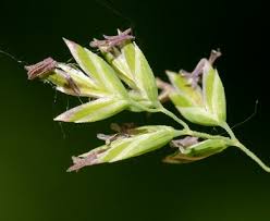 Attēlu rezultāti vaicājumam “Poa pratensis flower”