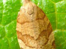 Attēlu rezultāti vaicājumam “Pandemis cinnamomeana female”