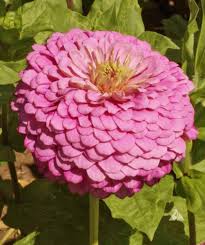 Image result for Zinnia elegans