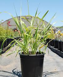 Attēlu rezultāti vaicājumam “Hierochloe odorata”