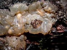 Attēlu rezultāti vaicājumam “Myxarium nucleatum”