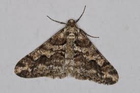 Attēlu rezultāti vaicājumam “Agriopis leucophaearia”