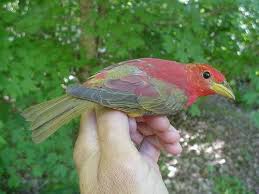 Image result for Piranga rubra