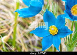 Attēlu rezultāti vaicājumam “Pulsatilla pratensis flower”