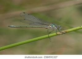 Attēlu rezultāti vaicājumam “Lestes dryas male”