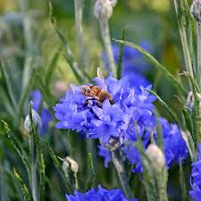 Image result for Centaurea cyanus