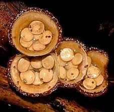 Attēlu rezultāti vaicājumam “Crucibulum laeve”