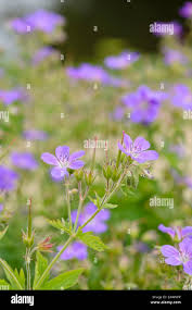 Attēlu rezultāti vaicājumam “Geranium sylvaticum flower”