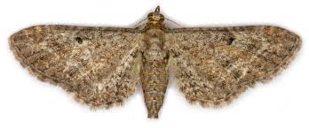 Attēlu rezultāti vaicājumam “Eupithecia icterata female”