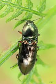 Attēlu rezultāti vaicājumam “Selatosomus aeneus”