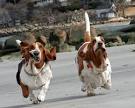 Basset Hounds Running