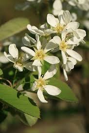 Attēlu rezultāti vaicājumam “Amelanchier spicata flower”