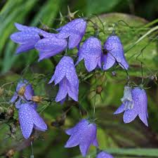 Attēlu rezultāti vaicājumam “Campanula rotundifolia”