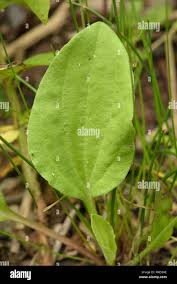 Attēlu rezultāti vaicājumam “Plantago major subsp. intermedia leaf”