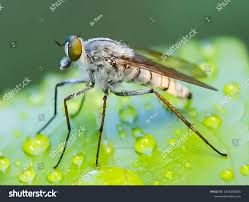 Attēlu rezultāti vaicājumam “Therevidae”