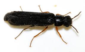 Attēlu rezultāti vaicājumam “Hylecoetus dermestoides male”