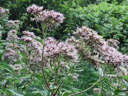 Attēlu rezultāti vaicājumam “Eupatorium cannabinum bud”