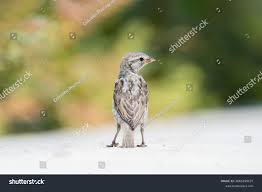 Attēlu rezultāti vaicājumam “Passer domesticus juvenile”