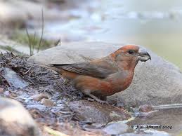 Attēlu rezultāti vaicājumam “Loxia pytyopsittacus male”
