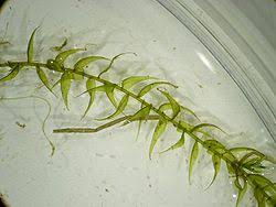 Attēlu rezultāti vaicājumam “Drepanocladus polygamus”