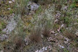 Attēlu rezultāti vaicājumam “Corynephorus canescens flower”