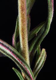 Attēlu rezultāti vaicājumam “Epilobium palustre fruit”