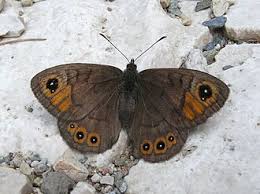 Attēlu rezultāti vaicājumam “Lasiommata maera underside”