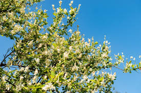 Attēlu rezultāti vaicājumam “Exochorda giraldii var. wilsonii”