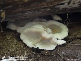 Attēlu rezultāti vaicājumam “Skeletocutis nivea”