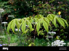 Attēlu rezultāti vaicājumam “Kalopanax septemlobus”