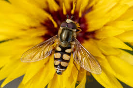 Attēlu rezultāti vaicājumam “Eupeodes corollae”