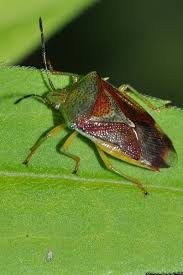 Attēlu rezultāti vaicājumam “Elasmostethus interstinctus”