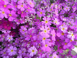 Image result for Primula malacoides