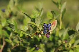 Attēlu rezultāti vaicājumam “Vaccinium angustifolium”
