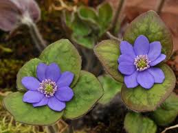 Attēlu rezultāti vaicājumam “Hepatica nobilis”