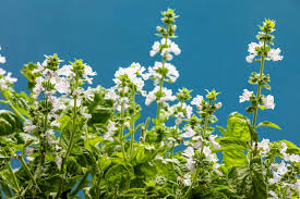 Attēlu rezultāti vaicājumam “Ocimum basilicum flower”