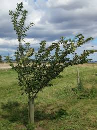 Attēlu rezultāti vaicājumam “Ulmus laevis”