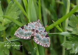 Attēlu rezultāti vaicājumam “Colostygia pectinataria”