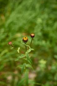 Attēlu rezultāti vaicājumam “Inula salicina leaf”